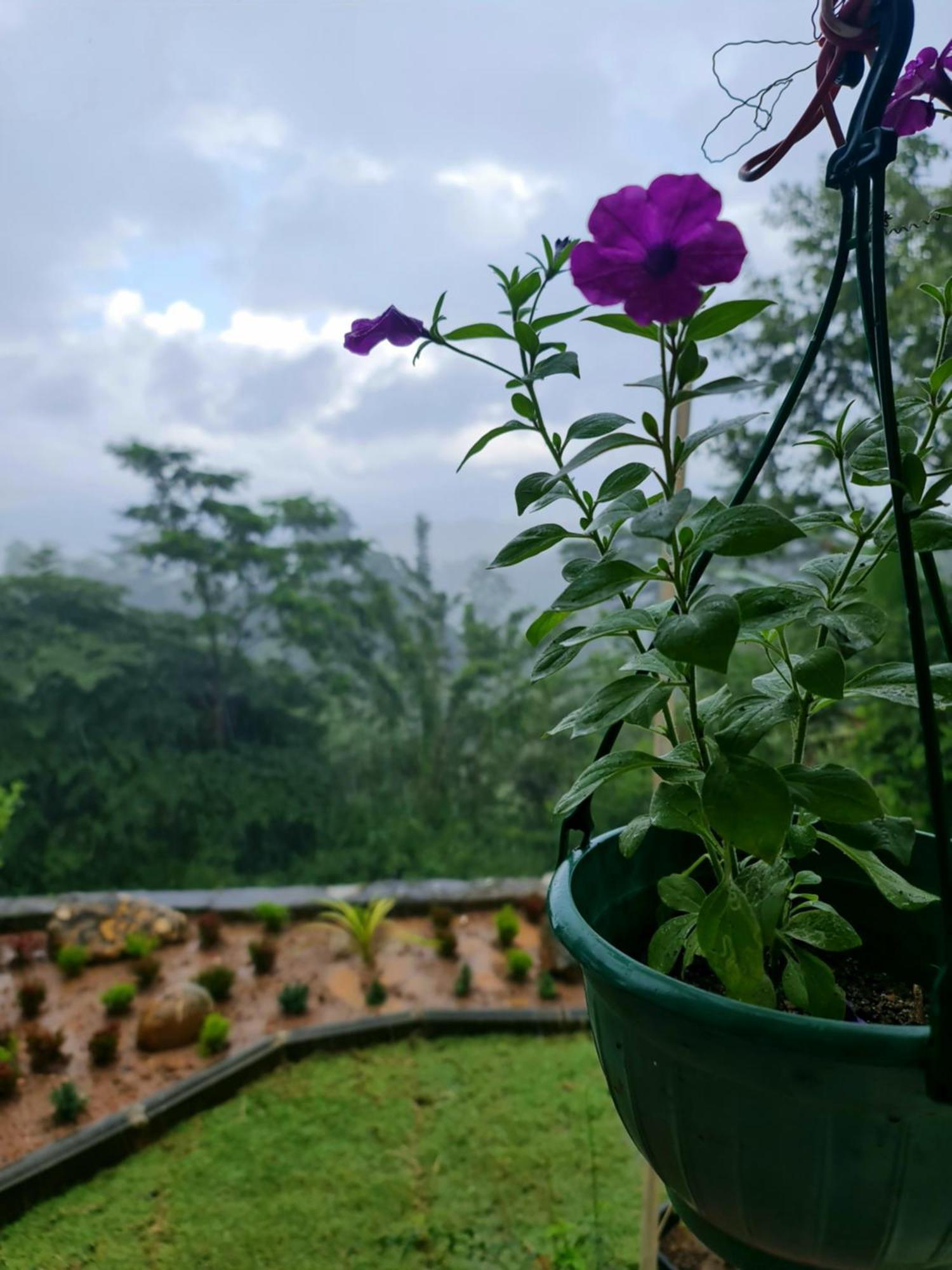 Hello Kandy Homestay Εξωτερικό φωτογραφία